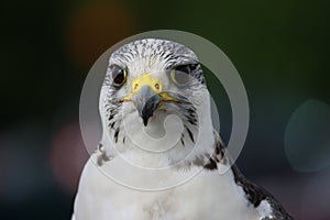 A beautiful white arctic hawk raptor birds face