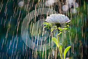 Beautiful white aster flower on a background of tracks of water drops