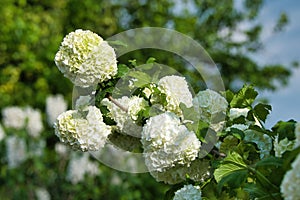 Beautiful white balls of blooming Viburnum opulus (Roseum) flowers growing in the garden