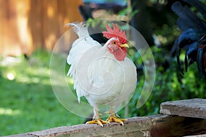 Beautiful white bantam chicken perched on the wood