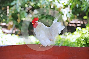 Beautiful white bantam chicken perched on the wood