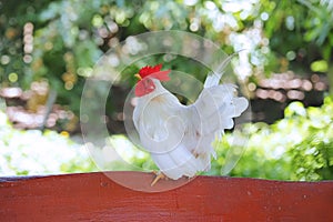 Beautiful white bantam chicken perched on the wood