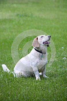 Beautiful white Bassett Hound mix breed dog