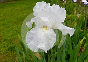 White bearded iris flower at full bloom