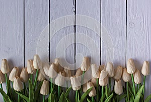 Beautiful white or beige tulips on white wooden background. Top view, copy space