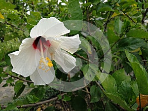 Beautiful white big flower of hibiscus