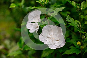 Beautiful white big hibiscus flower on green nature background. Hibiskus syriacus flower closeup, White flowers are in full bloom