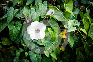 a beautiful white bindweed in midsummer