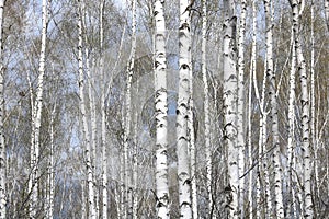 White birches in spring