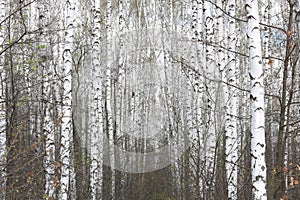 White birches in spring