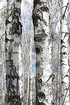 White birches in spring