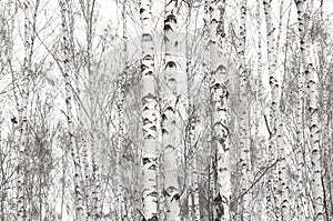 White birches in spring