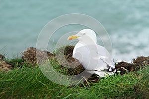 A beautiful white bird sitting on the side of the grassy hill in Port Isaac, Cornwall, England.