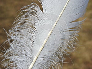 Beautiful white birds feather