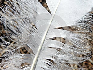 Beautiful white birds feather on grass, Lithuania