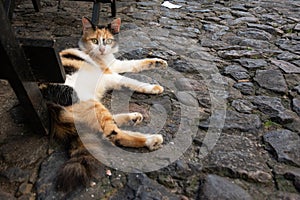 Beautiful white and black brown cat lying on the sidewalk looking at the camera. Pelourinho, Brazil