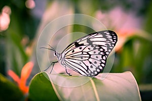 Beautiful, white and black buttefly close up