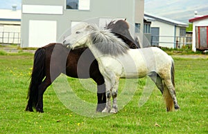 Beautiful white and black horses at a farm in Iceland