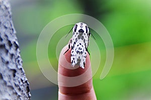 The beautiful white and black scribe Hypercompe wing on the finger photo