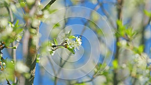 Beautiful white blooming cherry tree. Garden of blooming cherry trees with white flowers in spring. Slow motion.