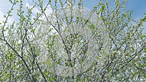 Beautiful white blooming cherry tree. Garden of blooming cherry trees with white flowers in spring. Slow motion.