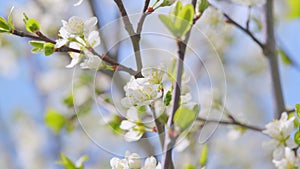 Beautiful white blooming cherry tree. Garden of blooming cherry trees with white flowers in spring. Slow motion.