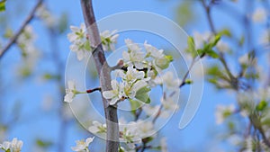 Beautiful white blooming cherry tree. Garden of blooming cherry trees with white flowers in spring. Slow motion.