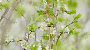 Beautiful white blooming cherry tree. Garden of blooming cherry trees with white flowers in spring. Slow motion.