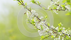 Beautiful white blooming cherry tree. Garden of blooming cherry trees with white flowers in spring. Slow motion.