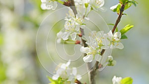 Beautiful white blooming cherry tree. Garden of blooming cherry trees with white flowers in spring. Slow motion.