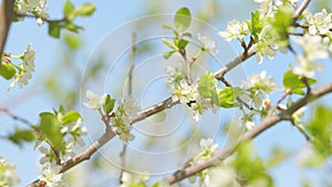 Beautiful white blooming cherry tree. Garden of blooming cherry trees with white flowers in spring. Slow motion.