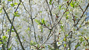 Beautiful white blooming cherry tree. Garden of blooming cherry trees with white flowers in spring. Slow motion.