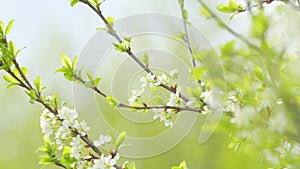 Beautiful white blooming cherry tree. Garden of blooming cherry trees with white flowers in spring. Slow motion.
