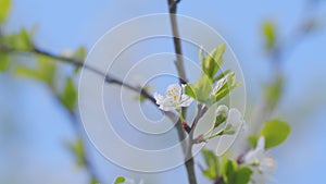 Beautiful white blooming cherry tree. Garden of blooming cherry trees with white flowers in spring. Slow motion.