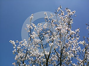 Beautiful white blooming fruit tree grown in park near Prague in spring