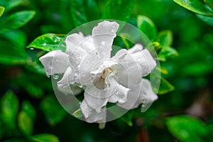 Beautiful white blooming jasmine flower bud, on the petals of which dew drops hung after the rain, juicy green foliage
