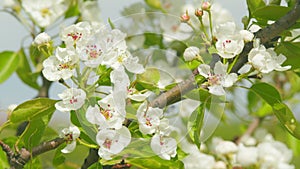 Beautiful white blooming pear tree. Garden of blooming pear trees with white flowers in spring. Close up.