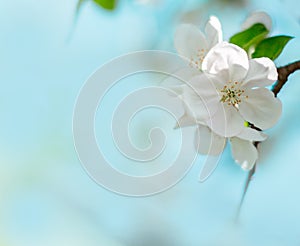 Beautiful white blooms of apple tree with blurred blue background. Spring flowers on Easter sunny day. Space for text