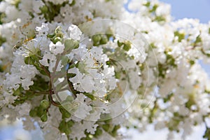 Beautiful white blooms on a tree