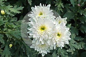 Beautiful white blossom Chrysanthemums inside green house, a popular plant of the daisy family