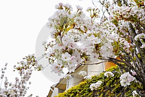 Beautiful white blossom flowers on the tree in Spring season on europe street