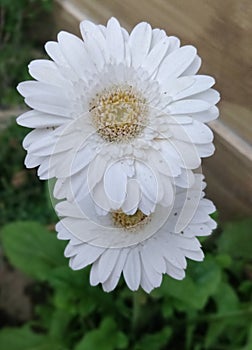 Beautiful white blossomed daisy flower