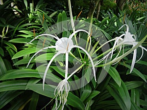 Beautiful white and blossomed green-tinge spider lily flowers