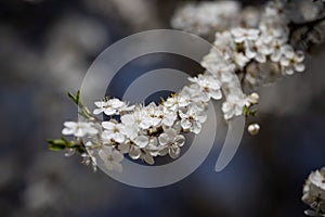 Beautiful white blossoming cherry tree branch