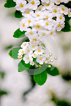 White blossoms of alyssum in spring also known as sweet alison blooming photo
