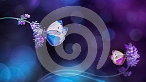 Beautiful white blue butterflies on the flowers of lavender. Summer spring natural image in blue and purple tones.