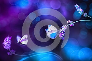 Beautiful white blue butterfly on the flowers of lavender. Summer spring natural image in blue and purple tones.