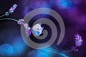Beautiful white blue butterfly on the flowers of lavender. Summer spring natural image in blue and purple tones. Free space for te