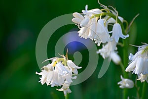 Beautiful white bluebells on the field