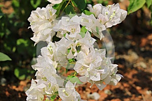 Beautiful white bougainvillea blooming, Bright white bougainvillea flowers as a floral background, Close-up white flowers,Sunlight